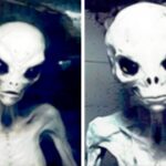 2024年 Alien Photos From History That Prove They’re Real