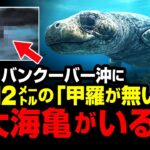 【UMA】バンクーバー沖に全長12ｍの「甲羅が無い」巨大海亀がいる！？