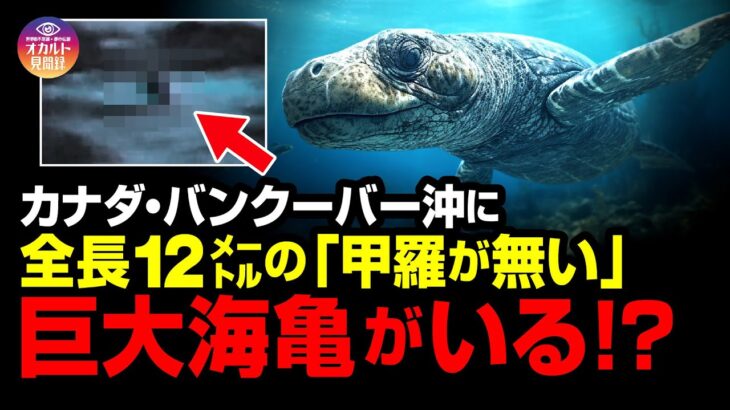 【UMA】バンクーバー沖に全長12ｍの「甲羅が無い」巨大海亀がいる！？