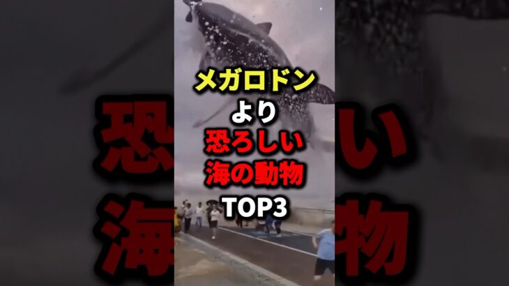 メガロドンより恐ろしい海の動物TOP3 #都市伝説 #ホラー #雑学