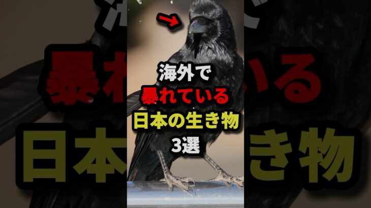 海外で暴れている日本の生き物3選 #都市伝説 #ホラー #雑学