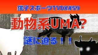 【ミステリー】千葉で謎の動物大繁殖？！【オカルト】　銚スポTVDX no.59(7/13/2024)