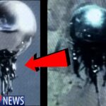 2024年 JUST IN! CLEAREST JELLY FISH UFO VIDEO EVER?! 2024