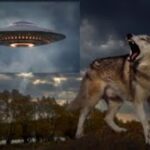 2024年 SHOCKING! Lone Wolf Goes Rogue On Recent Drone Plasmoid UFO And Alien Abduction Phenomenon!