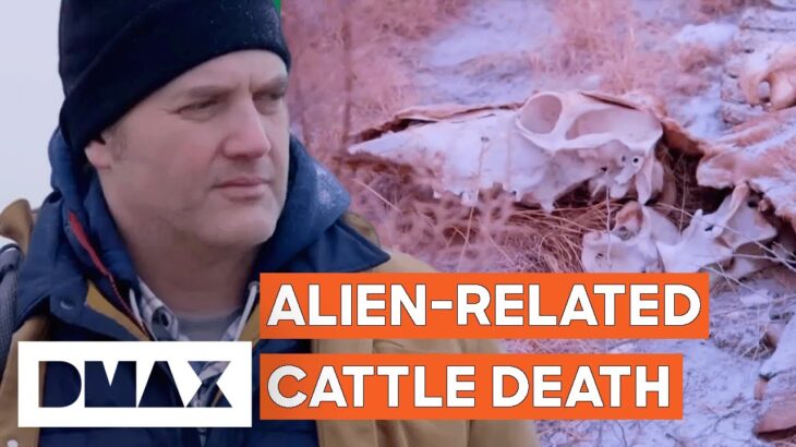 2024年 Mysterious Cattle Mutilations May Be Hiding An Alien Conspiracy! | UFO Witness