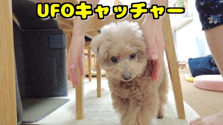 2024年 お手入れのタイミングで自らUFOキャッチャーされに来る愛犬たちｗ【トイプードル】