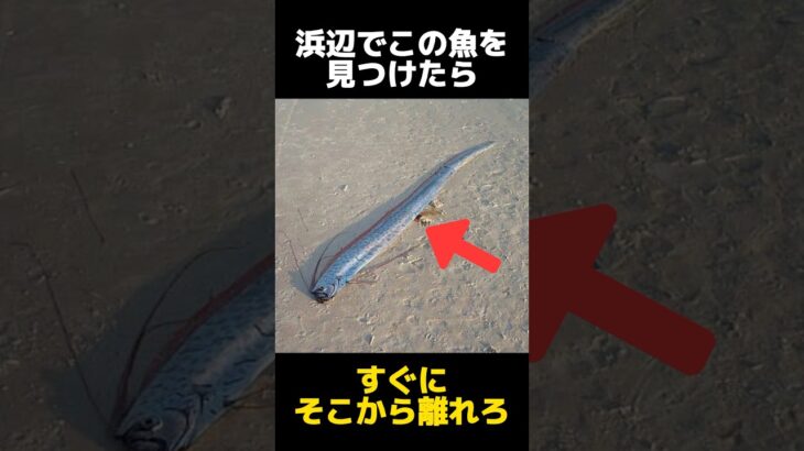 浜辺で見つけたら逃げた方がいい魚の都市伝説に関する雑学