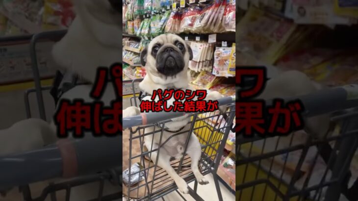 #都市伝説 #リヴァイ #犬 #面白い