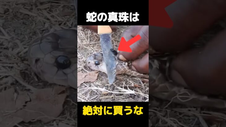 蛇の真珠を絶対に買ってはいけない理由の都市伝説に関する雑学