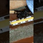 2024年 Crashed UFO