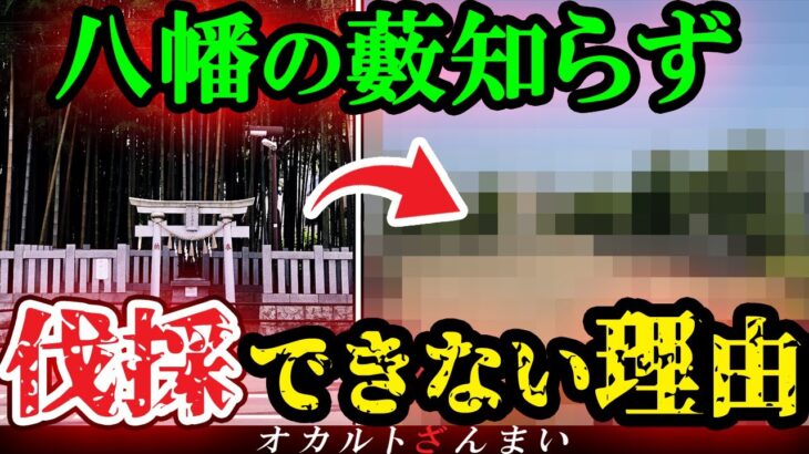 【謎】[禁足地]『八幡の藪知らず』を伐採できない本当の理由とは…日本最恐の立ち入り禁止区域で起こる大惨事を考察【ゆっくり解説】