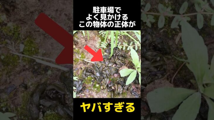 駐車場でよく見かける物体の正体の都市伝説に関する雑学