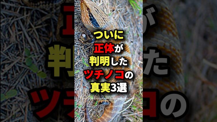 【見つけたら賞金1億円】ついに正体が判明したツチノコの真実3選　#都市伝説