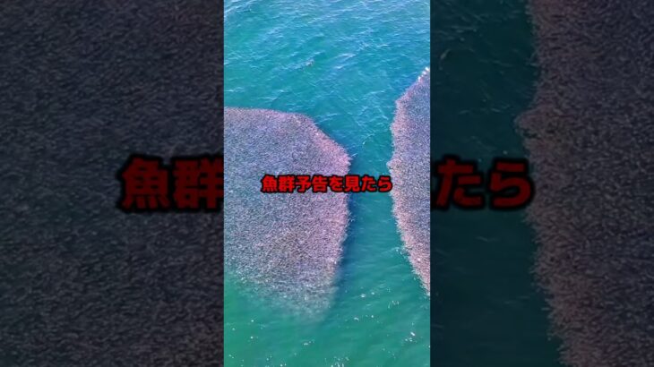 魚群。#都市伝説 #オカルト #ミステリー