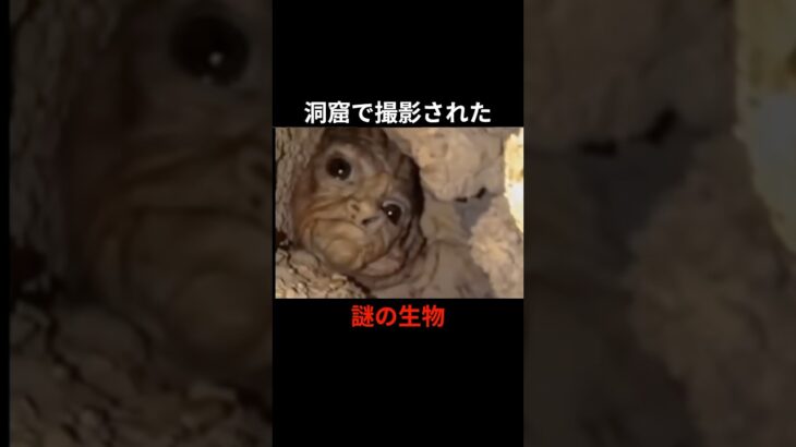カメラを向けられ泣き喚く妖精 #都市伝説