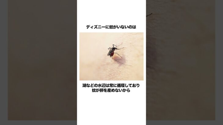 『ディズニーランド』の都市伝説