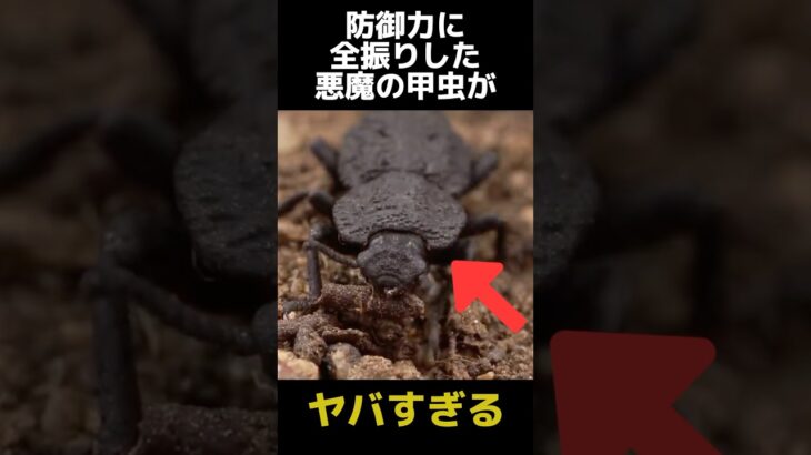 防御力に全振りした悪魔の甲虫の都市伝説に関する雑学