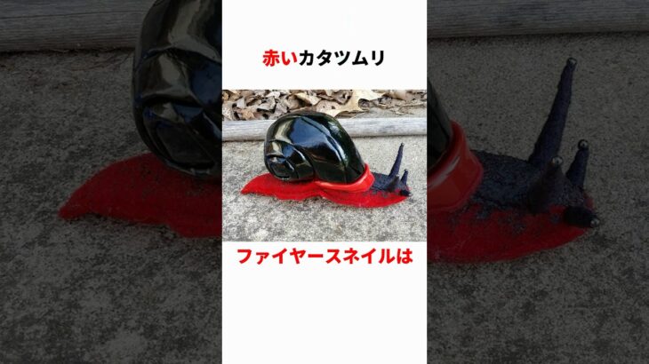 ファイヤースネイルって知ってる？#都市伝説 #雑学