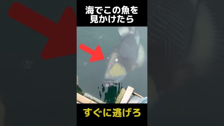 海で見かけたらすぐ逃げるべき魚の都市伝説に関する雑学