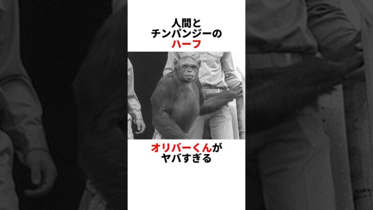 チンパンジーと人間のハーフ #都市伝説 #雑学