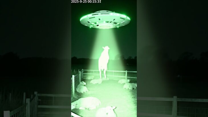 2024年 👽 UFO Caught on Camera Taking a Sheep at Night! 🐑✨ #shorts #sheep #rescue #animals #aliens