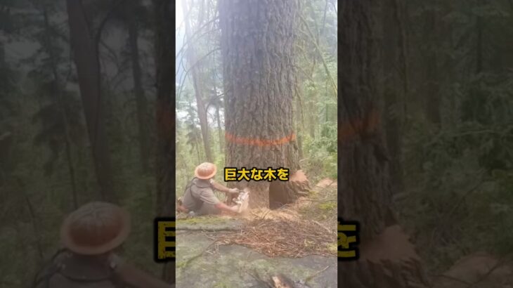 #伐採 #雑学 #都市伝説